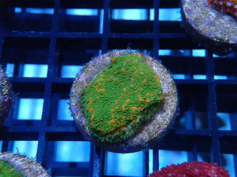 Sustainable Reef's Monti Frag