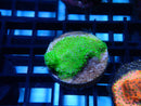 Sustainable Reef's Pocillopora Green