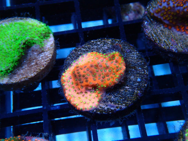 Sustainable Reef's Monti Fairy Lights Frag