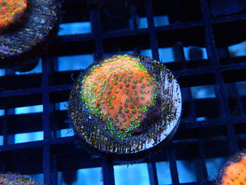 Sustainable Reef's Monti Fairy Lights Frag