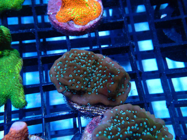 Sustainable Reef's Monti Frag