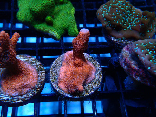 Sustainable Reefs Monti Digi Frag Pink