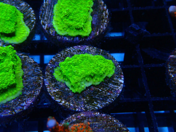 Sustainable Reef's Monti Frag Green Scroll