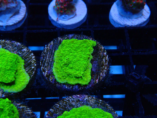 Sustainable Reef's Monti Frag Green Scroll
