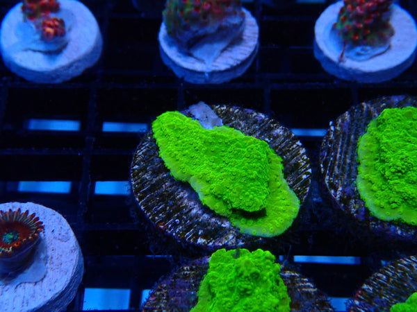 Sustainable Reef's Monti Frag Green Scroll