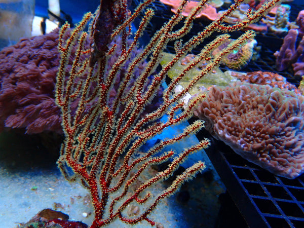 Gorgonian large non-photosynthetic