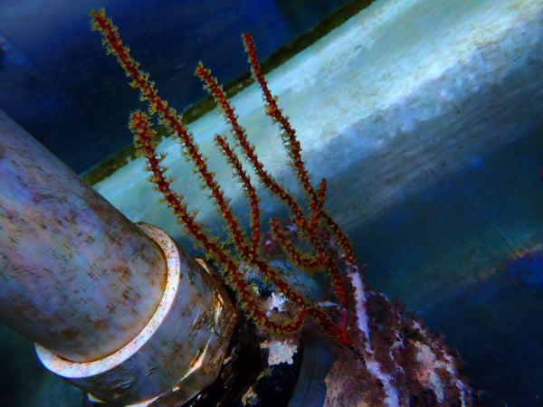 Gorgonian small non-photosynthetic