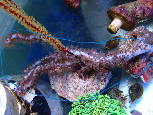 Gorgonian small photosynthetic