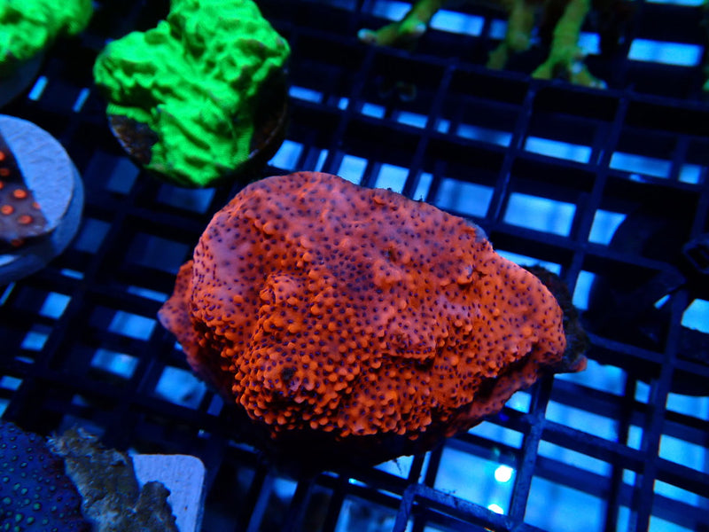 Montipora small
