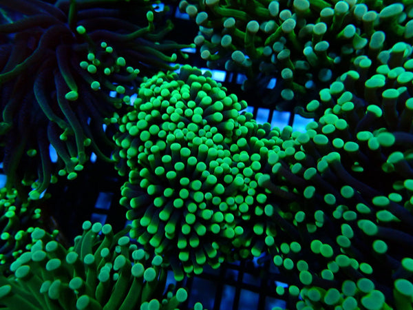 QLD Green Tip Torch