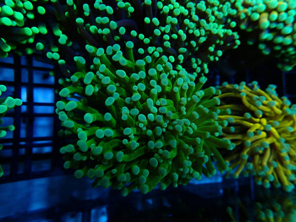 QLD Green Torch