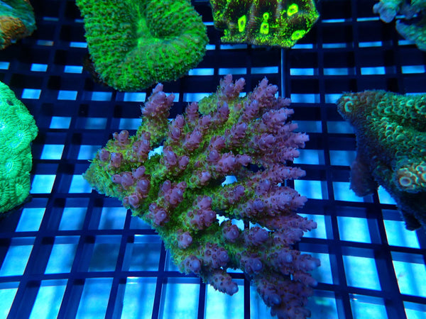 Ultra Acropora medium