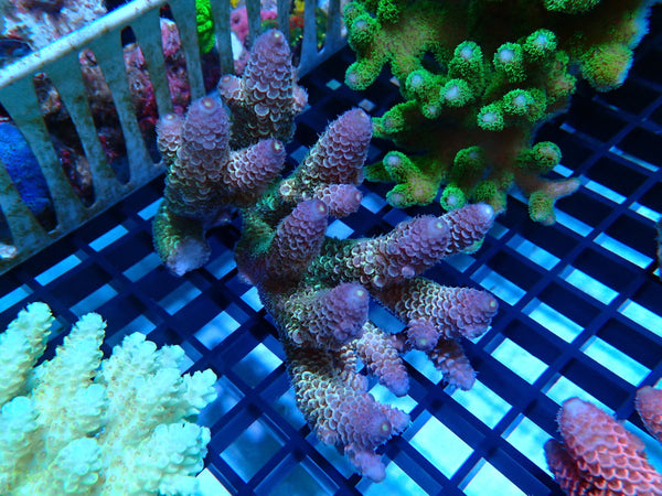 Ultra Acropora medium