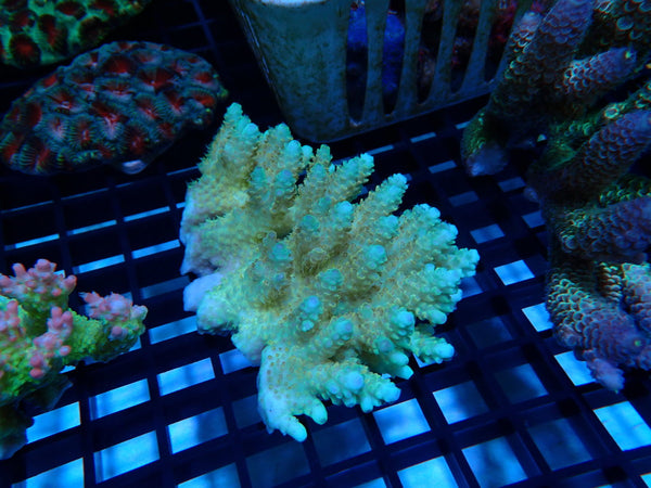 Ultra Acropora medium
