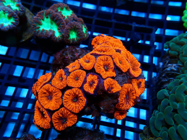 Blastomussa rock