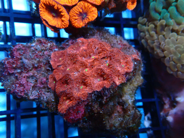 Blastomussa rock unique