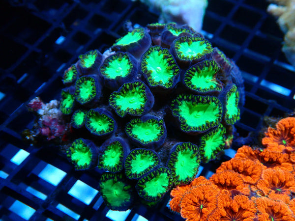 Blastomussa rock
