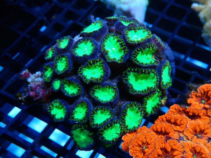 Blastomussa rock