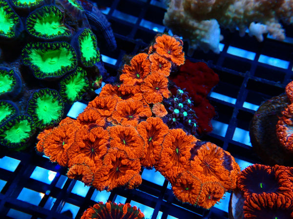 Ultra Blastomussa rock