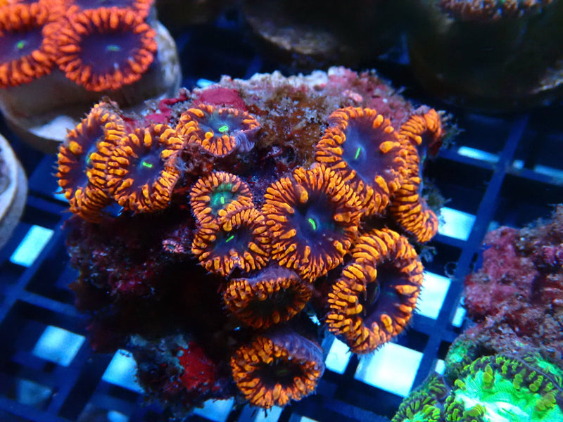 Ultra Blastomussa rock