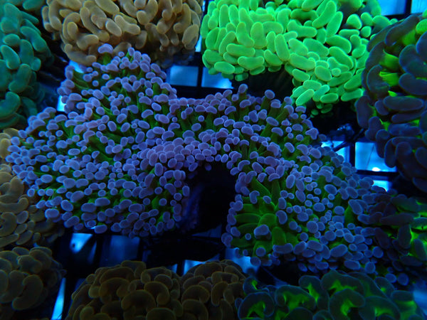 Frogspawn Reverse stem Medium