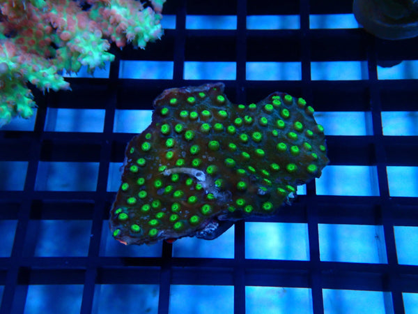 Cyphastrea small