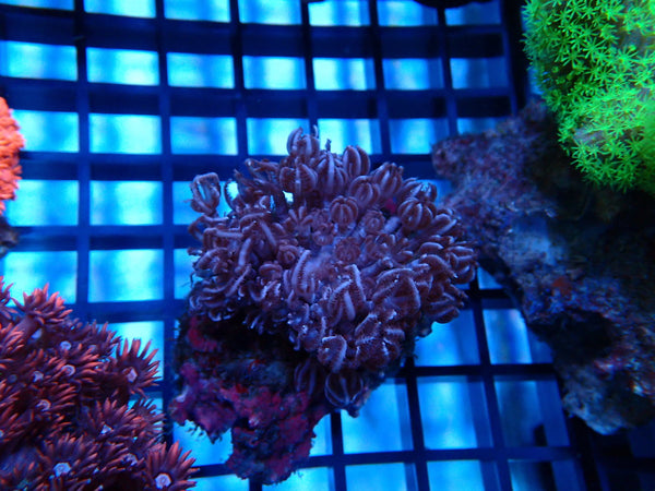 Xenia