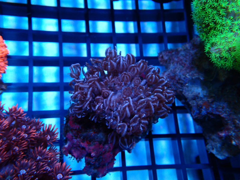 Xenia