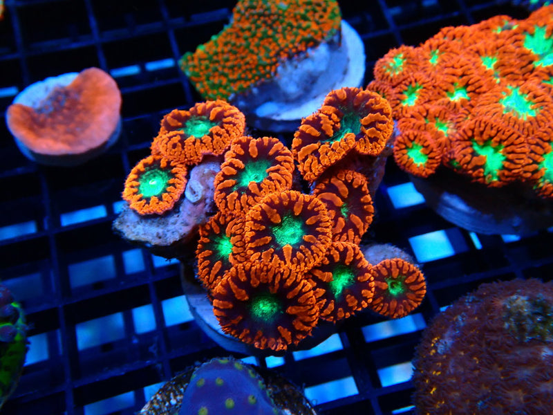 Blastomussa rock small