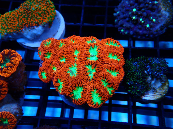 Blastomussa rock small