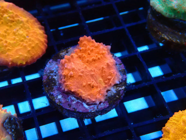 Chalice Frag