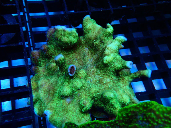 Pachyseris sp.