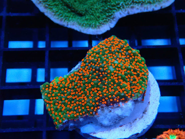 Encrusting Monti Frag