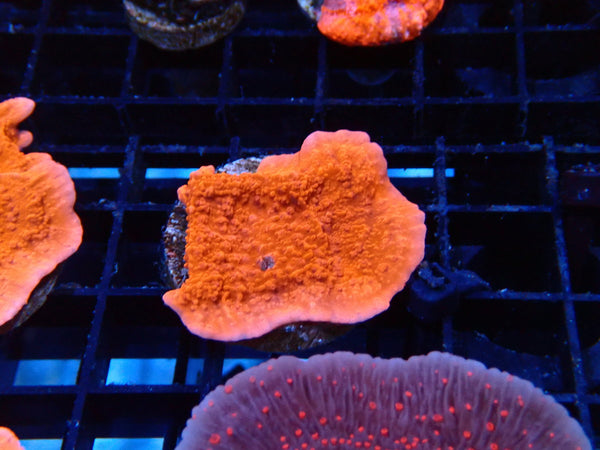 Red Scrolling Monti Frag