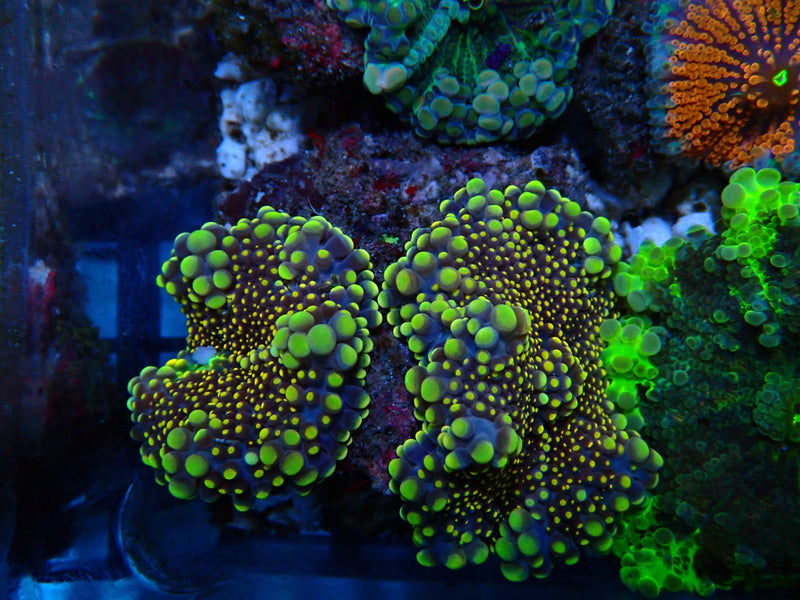 Ultra Ricordea Dual Rics on rock