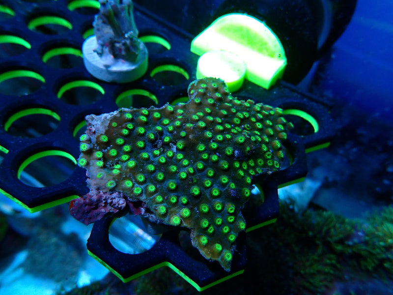 Cyphastrea small