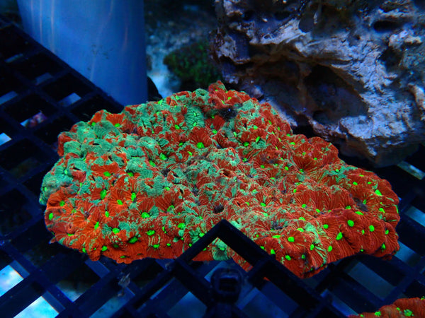 Aussie War Coral medium-lge