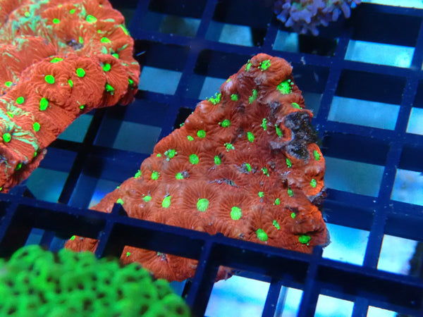 Aussie War Coral frag