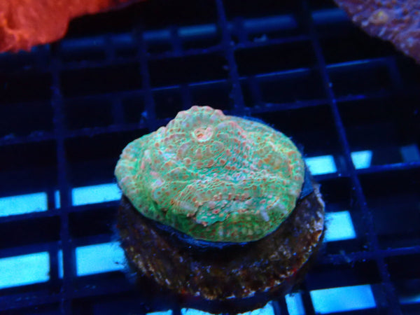 Chalice Frag