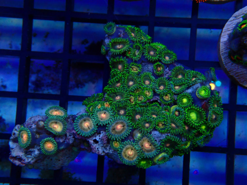 NT Zoa rock