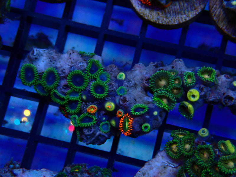 NT Zoa rock