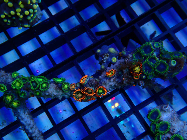 NT Zoa rock