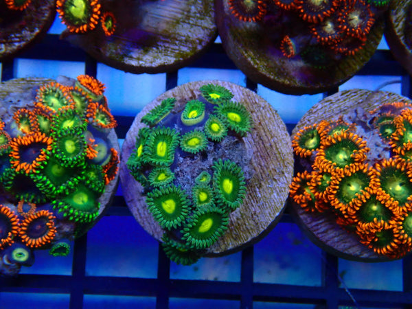 Monsoon Aquatics Zoa Frag
