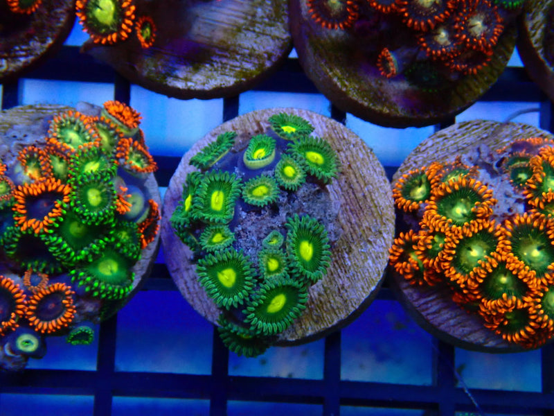 Monsoon Aquatics Zoa Frag