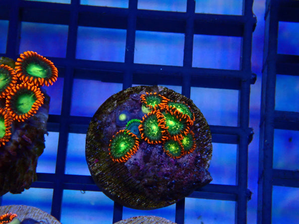 Monsoon Aquatics Zoa Frag