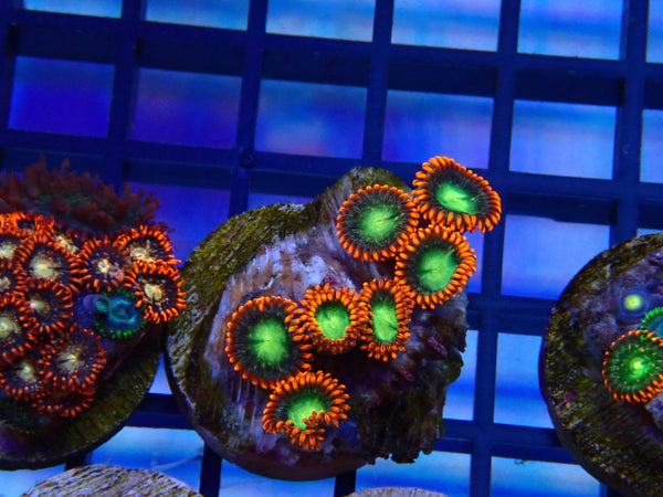 Monsoon Aquatics Zoa Frag