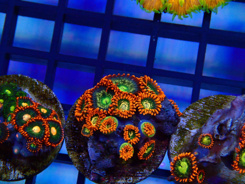 Monsoon Aquatics Zoa Frag