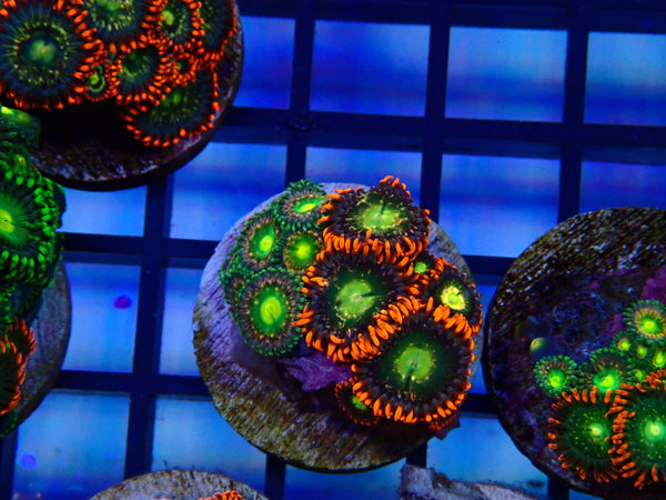 Monsoon Aquatics Zoa Frag