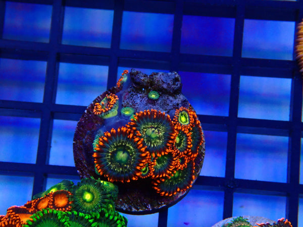 Monsoon Aquatics Zoa Frag