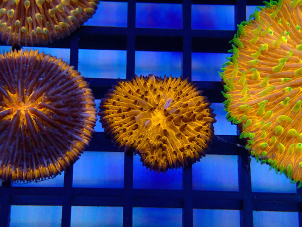Fungia Disk